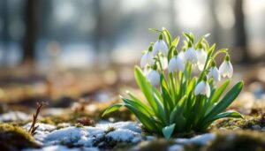 Schon im Februar blühend: Diese unauffällige Pflanze signalisiert das Ende des Winters (und es sind nicht die Schneeglöckchen)