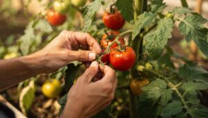 Tomaten ausgeizen: Warum das Entfernen der Seitentriebe die Früchte größer macht